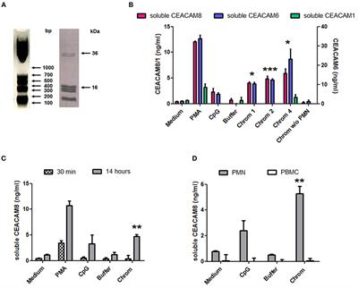 Extracellular Chromatin Triggers Release of Soluble CEACAM8 Upon Activation of Neutrophils